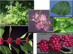 <p>American beautyberry</p>
