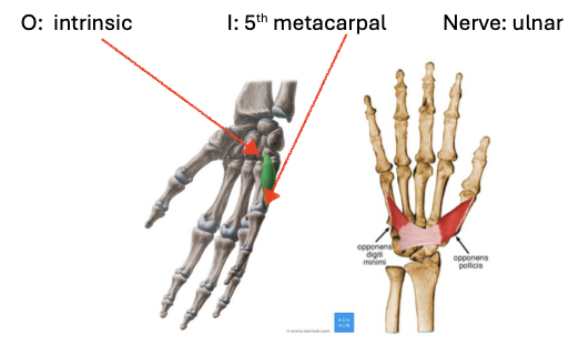 <ul><li><p>O: intrinsic</p></li><li><p>I: 5th metacarpal</p></li><li><p>N: ulnar</p></li></ul><p></p>