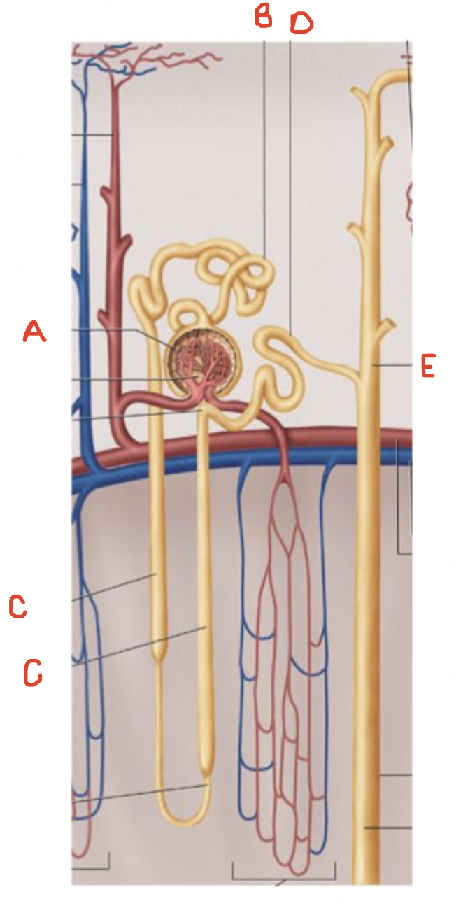 <p>Name the tubular components of nephron</p>