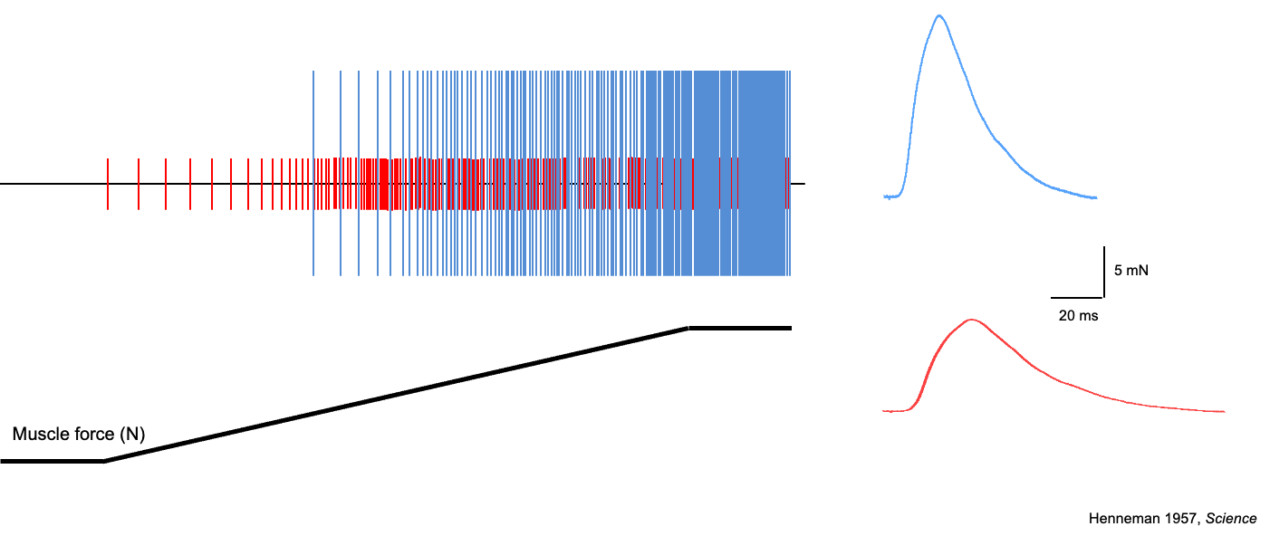 <p>Way by which a motor unit controls muscle force:</p><p>Motor unit recruitment = activation of individual multi-unit</p><ul><li><p><span><span>Smaller units/fibres are recruited first</span></span></p></li><li><p><span><span>Increases force means you have to recruit another neuron</span></span></p></li><li><p><span><span>Happens in order of increasing size</span></span></p></li><li><p><span><span>Smaller neurons have higher input resistance = for a change of voltage in the cell, there is a greater change in current in the cell</span></span></p></li><li><p><span><span>More signals needed to recruit larger neurons</span></span></p></li><li><p><span><span>Muscle/motor unit is the most basic functional contractile property in the neuromuscular system</span></span></p></li></ul><p></p>