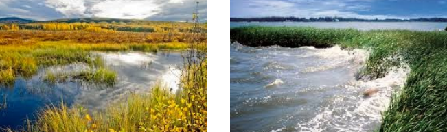 <p>Wetlands</p>