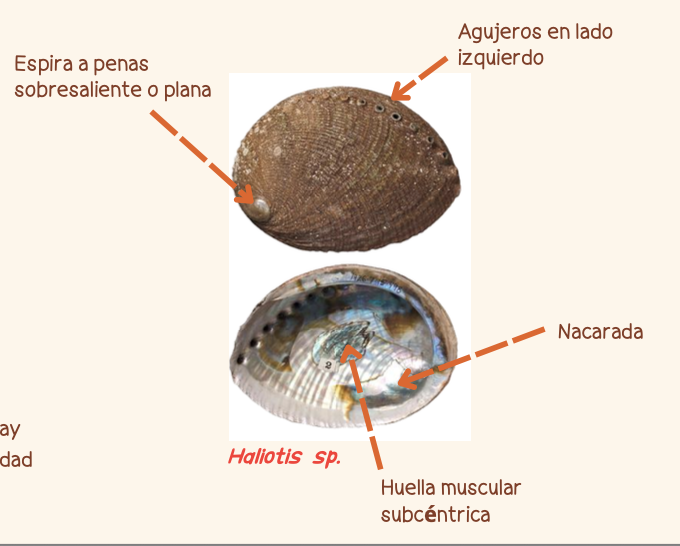 <p><strong>FILO </strong>Mollusca<strong><br>CLASE </strong>Gastropoda<br><strong>SUBCLASE </strong>Vetigastropoda<br><strong>FAMILIA </strong>Haliotidae<br><strong>GÉNERO </strong><em><u>Haliotis sp</u></em><br><strong>NOMBRE COMÚN </strong>Abulón<strong><br>CARACTERÍSTICAS </strong>Tipo oreja, abertura amplia, sin opérculo, huella muscular subcéntrica, nacarada, agujero en lado izquierdo, espira a penas sobresaliente o plana.<br><strong>RÁDULA </strong>Ripidoglossa<strong><br>ALIMENTACIÓN </strong>Herbívoros<strong><br>HÁBITAT </strong>Sobre rocas (CR especies de profundidad)</p>