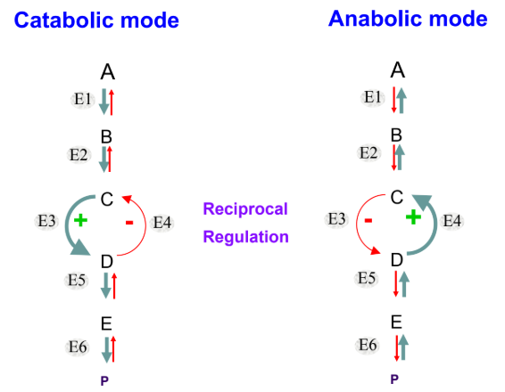 <p>Metabolic pathways: conversion of matter through a series of enzymatic steps</p><ul><li><p>catabolic and anabolic mode, both can be on at the same time</p></li></ul><p></p>