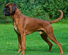 <p>welk type hond is dit</p>