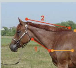 <ul><li><p>topline of neck (2) should be 1.5x the length of the neck’s underline (1)</p></li><li><p>long and thin neck</p></li><li><p>tie high into the shoulder</p></li></ul><p></p>