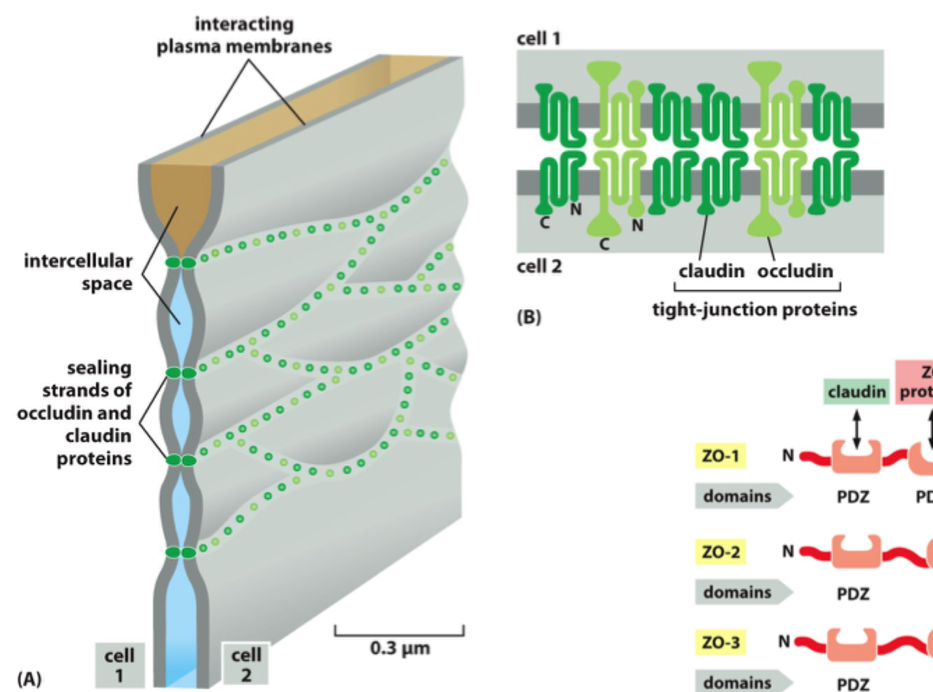 <p>De danner de selektive <strong>paracellulære porer/forseglingsstrenge</strong> i tight junctions.</p>