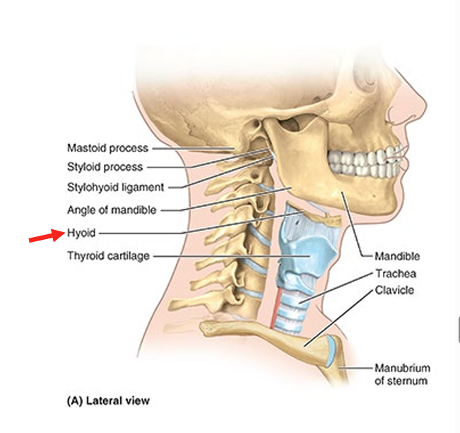 <ul><li><p>cervical vertebrae</p></li><li><p>manubrium of sternum</p></li><li><p>clavicles</p></li><li><p><strong>hyoid bone</strong></p></li></ul><p></p>