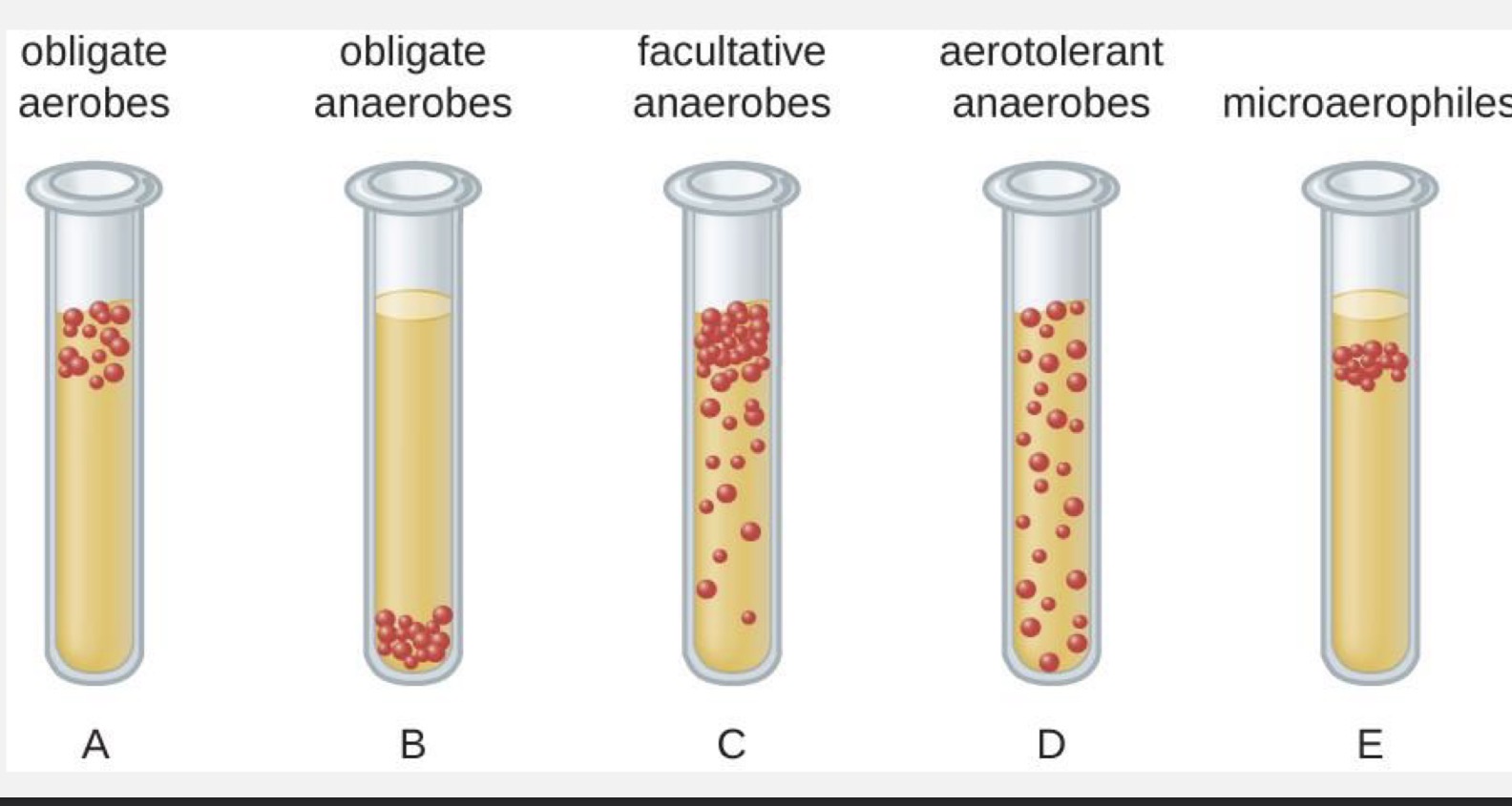 <p>obligate aerobes —>  top </p><p>obligate anaerobes —>  bottom </p><p>faculative anaerobes —> clumped at top and spread down</p><p>aerotolerant anaerobes —> spread out from top to bottom </p><p>microaerophiles —> small clump a little bit from the top </p>