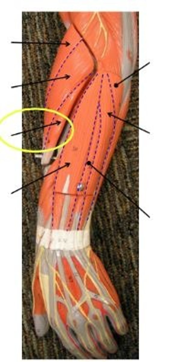 <p>extends and abducts wrist</p>