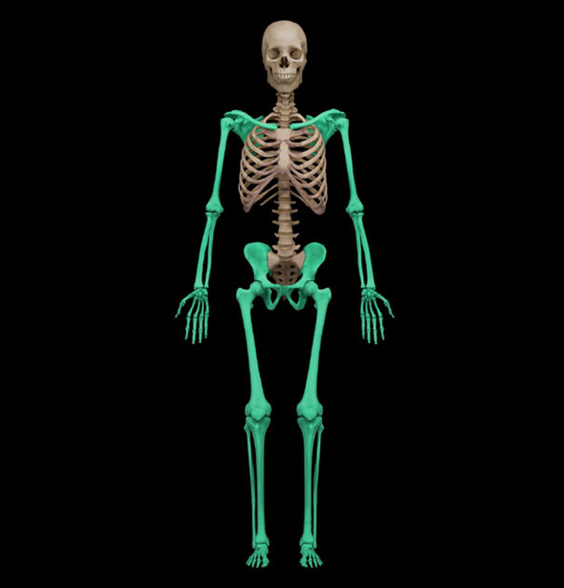 <p>(what division of the skeleton is s)</p>
