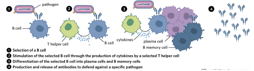<ol><li><p class="Paragraph SCXO267728122 BCX0" style="text-align: left;"><span style="background-color: inherit; line-height: 20.7px;">A pathogen with an antigen that is complementary in shape to the antigen-binding site on a B cell receptor binds to the receptor on the B cell --> when this occurs, the B cell is said to have been ‘selected’</span><span style="line-height: 20.7px;"> </span></p></li></ol><p class="Paragraph SCXO267728122 BCX0" style="text-align: left;"><span style="line-height: 20.7px; color: windowtext;"> </span></p><ol start="2"><li><p class="Paragraph SCXO267728122 BCX0" style="text-align: left;"><span style="background-color: inherit; line-height: 20.7px; color: windowtext;">Selected B cell and T-helper cell with a matching receptor to the antigen on the pathogen interact and secrete cytokines --> these cytokines cause the B cell to undergo clonal expansion where many copies of the selected B cell are produced</span><span style="line-height: 20.7px; color: windowtext;"> </span></p></li></ol><p class="Paragraph SCXO267728122 BCX0" style="text-align: left;"><span style="line-height: 20.7px; color: windowtext;"> </span></p><ol start="3"><li><p class="Paragraph SCXO267728122 BCX0" style="text-align: left;"><span style="background-color: inherit; line-height: 20.7px; color: windowtext;">The T helper cell also stimulates the selected B cell via cytokines to undergo the process of differentiation, in which the clones of the selected B cell differentiate into two different types of B cells: B memory cells and plasma cells</span><span style="line-height: 20.7px; color: windowtext;"> </span></p></li></ol><p class="Paragraph SCXO267728122 BCX0" style="text-align: left;"><span style="line-height: 20.7px; color: windowtext;"> </span></p><ol start="4"><li><p class="Paragraph SCXO267728122 BCX0" style="text-align: left;"><span style="background-color: inherit; line-height: 20.7px; color: windowtext;">The plasma cells secrete antibodies into the bloodstream in order to destroy selected pathogen</span></p></li></ol><p class="Paragraph SCXO267728122 BCX0" style="text-align: left;"></p><p class="Paragraph SCXO267728122 BCX0" style="text-align: left;"><span style="background-color: inherit; line-height: 20.7px; color: windowtext;"><strong>Clonal selection theory: </strong>the process in which B and T cells encounter an antigen that matches their antigen binding site, and then generate many copies of themselves</span><span style="line-height: 20.7px; color: windowtext;"> </span></p><p></p>