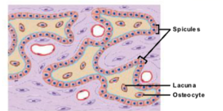 <ul><li><p>As ossification continues, <strong>osteoblasts surrounded by osteoid become osteocytes</strong>.</p></li><li><p><strong>Osteocytes remain trapped in small spaces called lacunae</strong>.</p></li><li><p>Bone <strong>grows outward from the ossification center</strong> in small structures called <strong>spicules</strong>.</p></li><li><p><strong>More mesenchymal cells divide and differentiate into osteoblasts</strong>, allowing bone formation to continue.</p></li></ul><p></p>