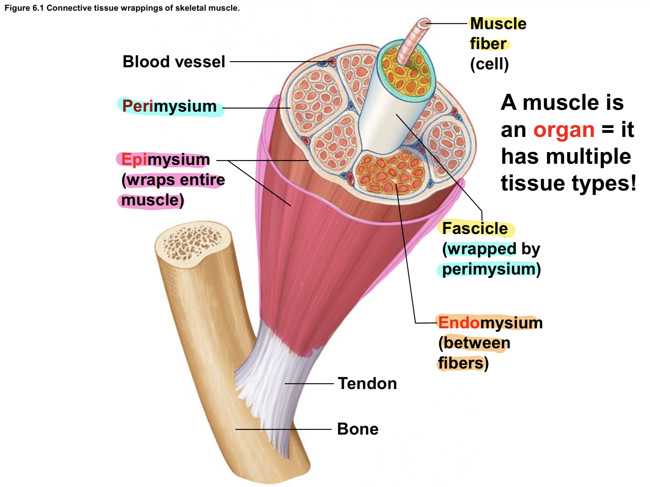 <p><span style="color: red;">CT</span> in <span style="color: red;">Skeletal Muscles</span> <span style="color: rgb(116, 254, 154);">EXTERIOR to INTERIOR </span>(Muscular System) </p>