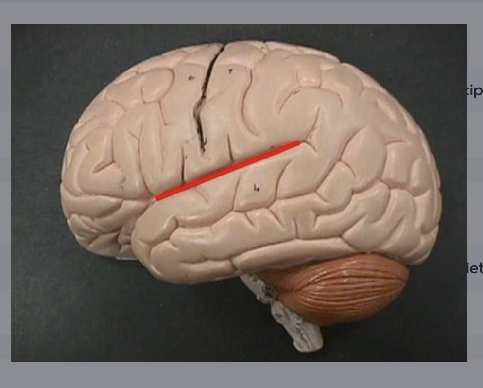 <p>sulcus between frontal/temporal lobes</p>