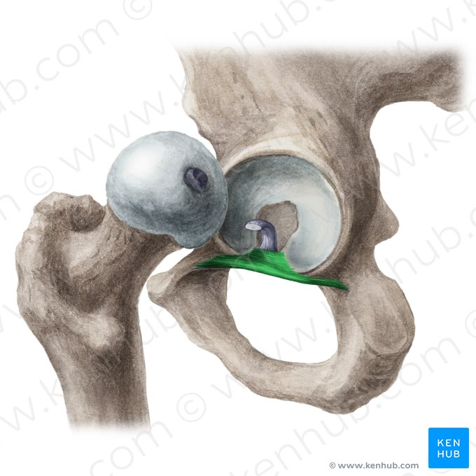 <p>Name this ligament</p>