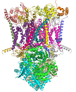 <ul><li><p><span style="background-color: transparent;">Removes electrons from Complex I (or electrons carried from Complex II)</span></p></li></ul><ul><li><p><span style="background-color: transparent;">Electrons move to Complex IV</span></p></li></ul><ul><li><p><span style="background-color: transparent;">Pumps 4 more H<sup>+</sup> ions into intermembrane space</span></p></li></ul><p></p>