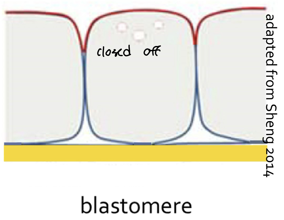 <p>Avian cleavage: Meroblastic After 16</p>