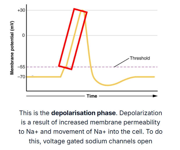 <p>The inside of a cell membrane becomes less negative (and temporarily positive) as positively charged sodium ions rush inside as voltage gated sodium channels opened. </p>
