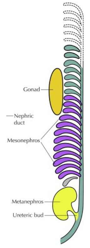 <ul><li><p>All of the mesonephric tissue loses excretory function and disappears</p></li><li><p>The superficial <strong>cortex </strong>and deep <strong>medulla </strong>differ in:</p><ul><li><p>salt content</p></li><li><p>Structures present</p></li></ul></li><li><p>How far the <strong>intermediate segment of the nephron</strong> descends into the saltier medulla of kidney is entirely influenced by salt concentration requirements from environment</p></li></ul><p></p>