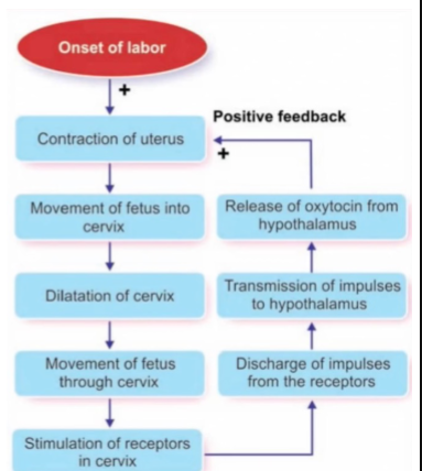 <p>Cervix stretches → oxytocin released → contractions increase → more cervical stretching.</p>