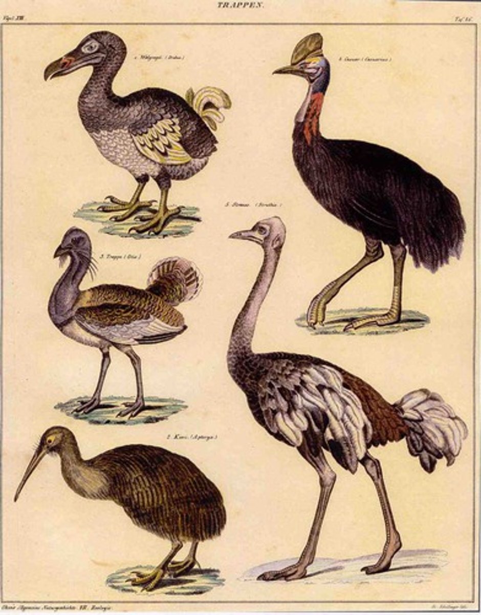 <p>study of birds</p>