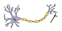<p>(end bulb or bouton) point where an axon releases chemicals. the end of the axon</p>