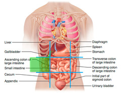 <p>Middle right abdominal region</p>