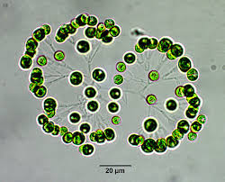 <p>Identify</p>