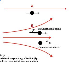 <ul><li><p>paramagnetinės daleles traukiamos stipresnio lauko pusėn</p></li><li><p>diamagnetinės bus stumiamos silpnesnio lauko pusėn</p></li></ul><p></p>