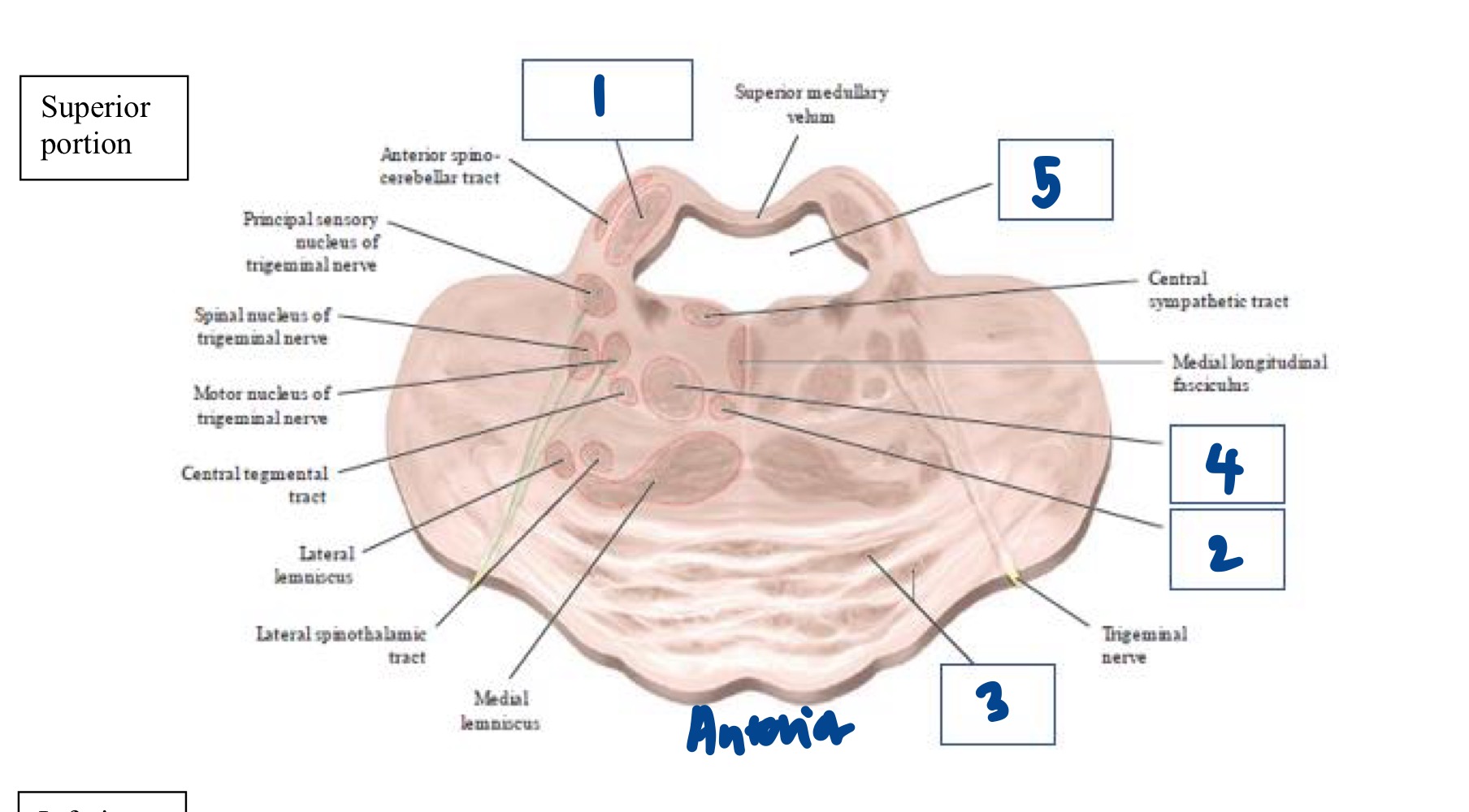 <p>Within the Pons, what structure does #1 represent? </p>