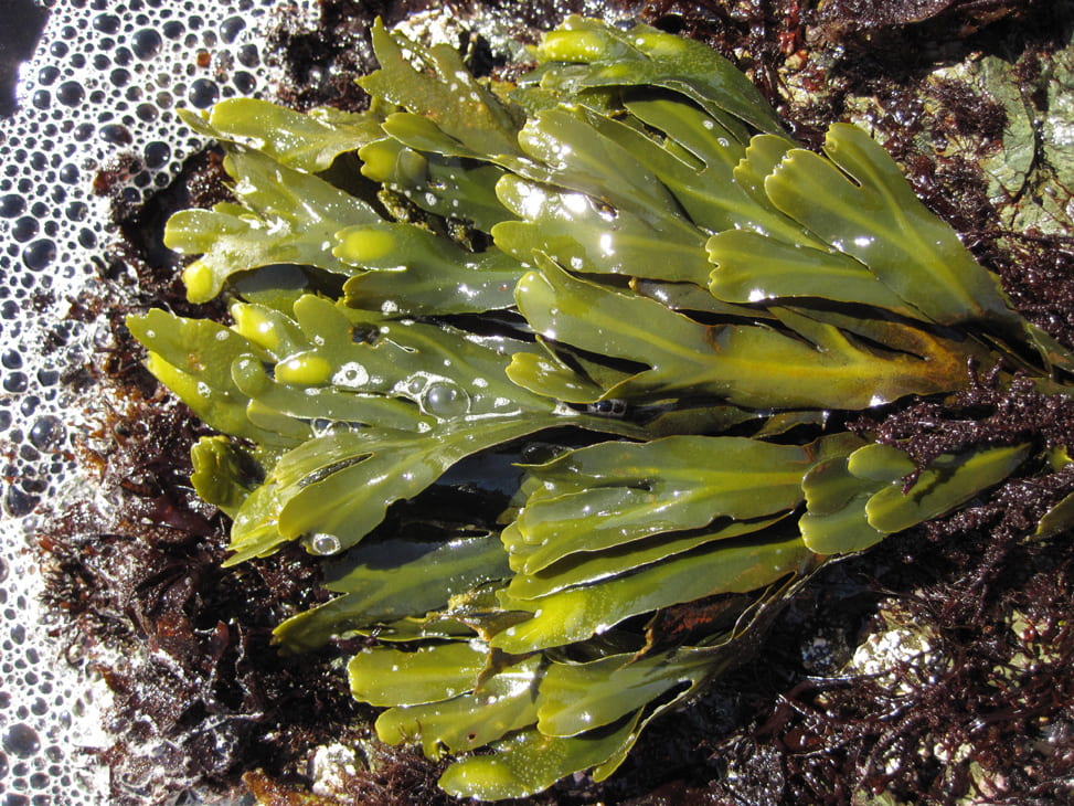 <p>What is the growth form of the dominant phase of Fucus brown algae?</p>