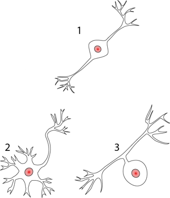 <p>A neuron with one axon and one dendrite, commonly found in sensory systems such as the retina and auditory pathways.</p>