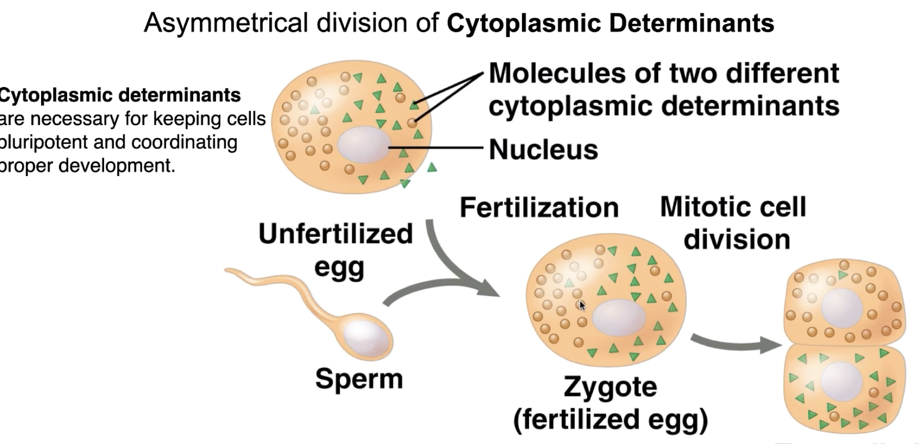 <p>it’s asymmetrically localized within the oocyte so that when the fertilized oocyte divides the CD is unevenly distributed among the daughter cells </p>