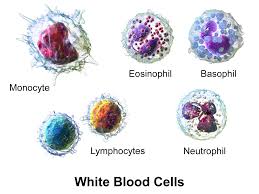 <p>Most abundant white blood cell</p>