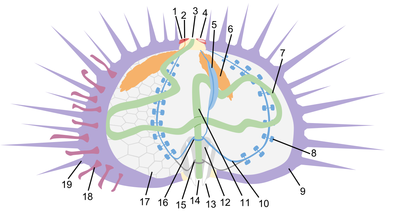 <p>what is the main carbonate body/shell of this urchin called?</p>