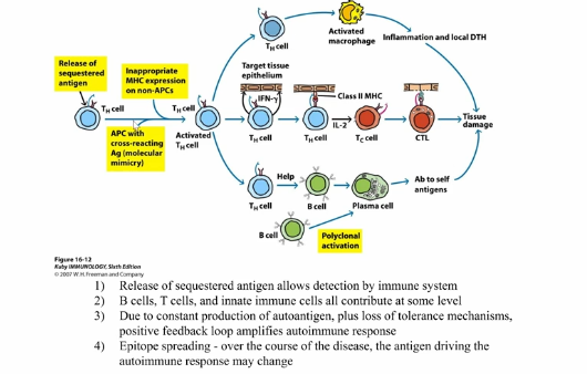<ol><li><p>Injury → trauma releases antigen from immunologically privileged site or increases antigen concentration past threshold of ignorance </p></li><li><p>Infection → pathogen may have cross-reactive antigen, cause tissue damage, or induce costimulatory molecules via inflammatory response</p><ul><li><p>Infection leads to production of PAMPs and inflammatory signals, which a naive T cell can recognize antigen for the very first time, meaning it doesn’t know that your antigen is not an infection and therefore reacts to it</p></li><li><p>foreign antigen could have similar structure to self-antigen, leading to memory response being generated for foreign antigen (memory response has lower threshold for activation = fewer antigen molecules or lower affinity) </p></li></ul></li><li><p>Spontaneous → underlying cause of most autoimmune diseases are unknown, but probably due to intrinsic defects in tolerance mechanisms </p></li></ol><p></p><p></p><p>Process:</p><ul><li><p>starts with some initiating event (traumatic event that leads to release of antigen, cross-reactivity with infectious agent, etc), which leads to inflammatory response that triggers autoimmune disease</p></li><li><p>leads to activation of self-reactive T cell, which provide help to activate macrophages, which then lead to tissue damage, releasing more antigens and cytokines </p></li><li><p>T cells can also give help to B cells, producing autoreactive B cells, which release antibodies that activate complement, activate neutrophils through the Fc receptor, etc</p></li><li><p>all feedback to activating more T cells, leading to upregulation of MHC molecules on cells, leading to activating of CTLs, which lead to further tissue damage and more autoimmune response </p></li><li><p>positive feedback loop → constant production of autoantigen, loss of tolerance mechanisms, which cause amplified autoimmune response and release of new antigens (epitope spreading) </p></li></ul><p></p>