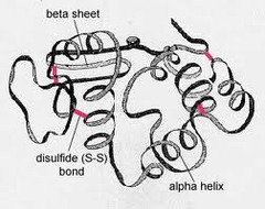 <p>The 3D shape of the protein formed from further twisting and folding</p><p>Leads to additional bonds forming to maintain the structure</p>