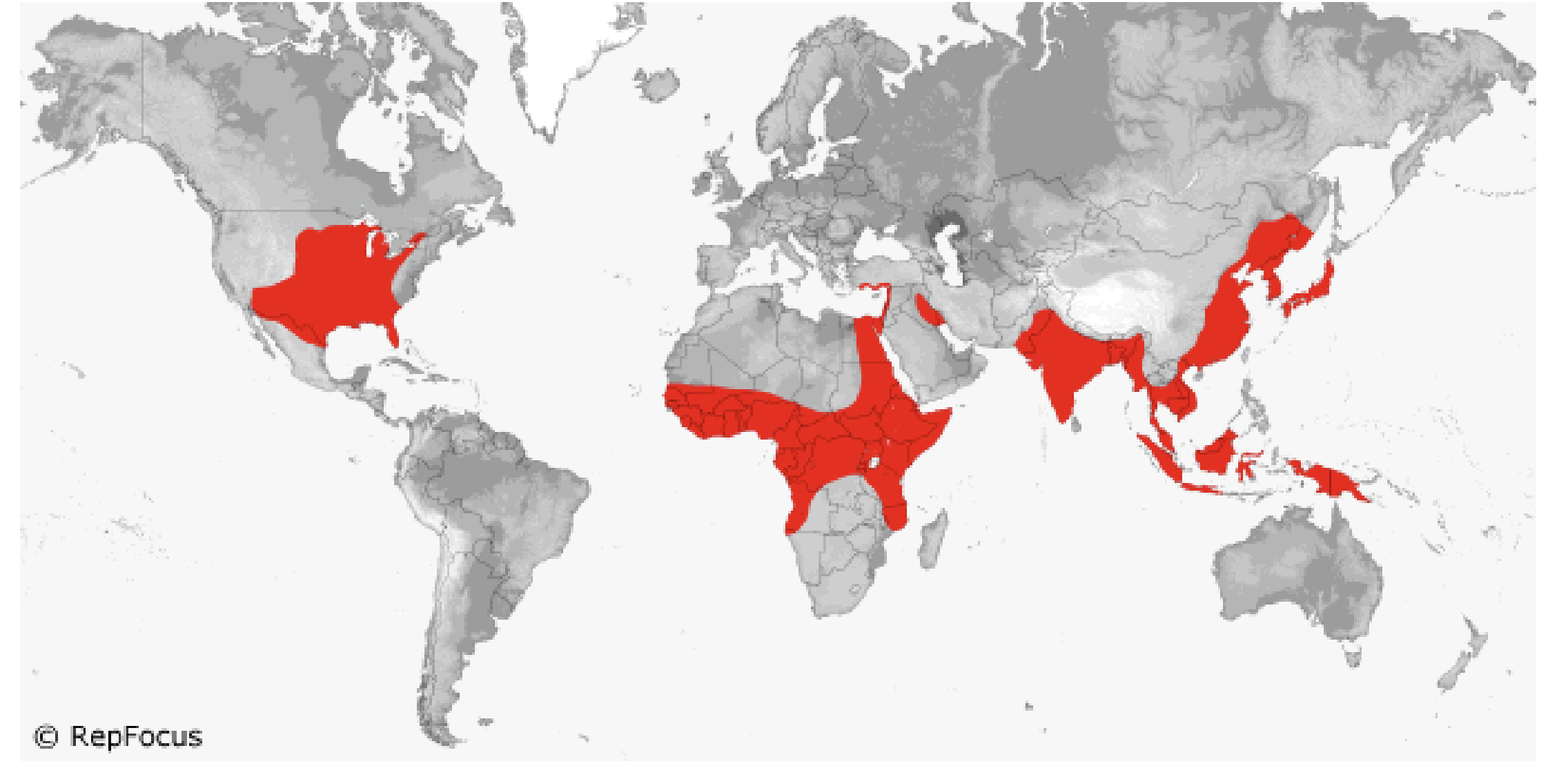 <p>Trionychidae</p>