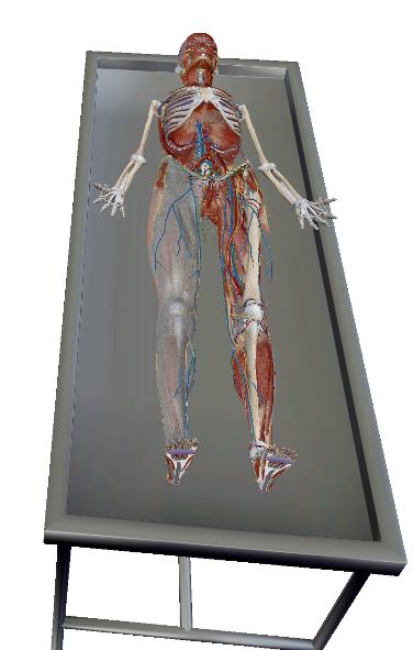 <p>Define the term “supine”.</p>