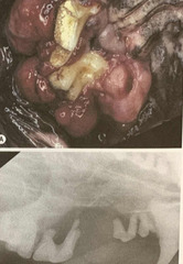 <p>This tumor is most common in 8 year old large breed dogs. Tends to present as broad-based, firm swelling which is difficult to discern the full extent of on radiographs. Aggressive surgery is best chance for curing but local recurrence rate is HIGH.</p>