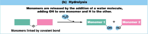 <p>polymers are broken down into monomers through the addition of water molecules</p>