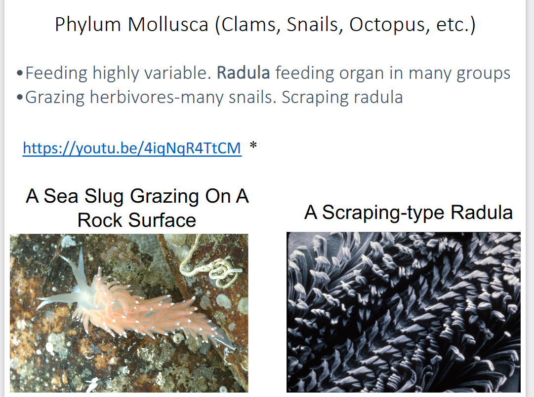 <p>-feeding is highly variable</p><p>-radula is the feeding organ in many groups</p><p>-many snails are grazing herbivores and have a scraping radula</p><p>-some are deposit feeders (some snails and clams)</p><p>-carnivores (Cephalopods, in some snail’s radula has evolved in poison dart or drill)</p><p>-some are parasites</p><p>-filter feeders (most clams, some snails)</p>