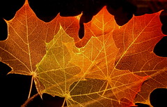 <p>(v) /stɜːr/ - khẽ cử động, lay nhẹ. Ex: The leaves stirred in the light breeze. (Lá cây khẽ lay động trong gió nhẹ.)</p>