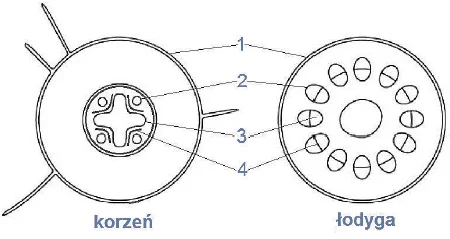 <p>podaj nazwy tkanek oznaczonych na schematach budowy anatomicznej korzenia i łodygi rosliny okrytonasiennej</p>