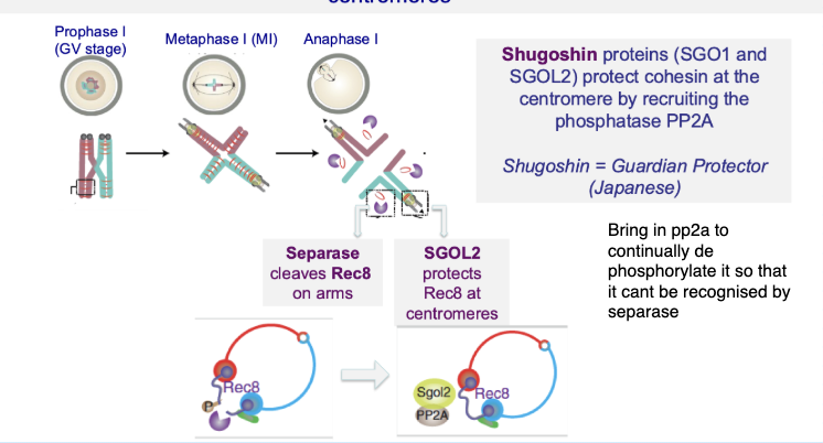 <ul><li><p><strong>Shugoshin (SGO1/SGO2)</strong> protects centromeric cohesin</p></li><li><p>Recruits <strong>PP2A phosphatase</strong></p></li><li><p>Prevents cohesin (Rec8) from being cleaved by separase</p></li><li><p><strong>Your notes:</strong></p><ul><li><p>Protection depends on phosphorylation state</p></li><li><p>Centromeric cohesin cannot be recognised by separase</p></li><li><p>Ensures sister chromatids stay together until meiosis II</p></li></ul></li></ul><p></p>