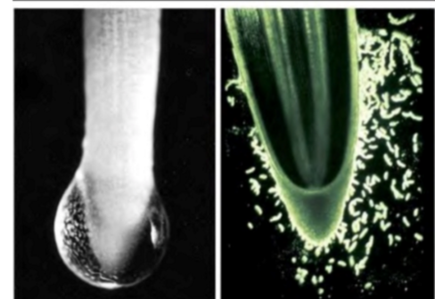 <p>So, what is at the root tip?</p>