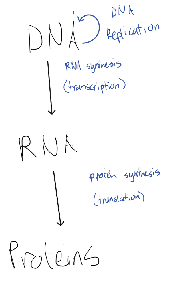 <p>Genetic information is stored in DNA in the nucleus, which is maintained via DNA replication. Transcription in the nucleus synthesizes an RNA molecule from the DNA, transferring the genetic information from the DNA molecule to RNA. The RNA molecule moves to the cytoplasm, where translation synthesizes a protein based on the RNA molecule, transferring the genetic information from RNA to proteins</p>