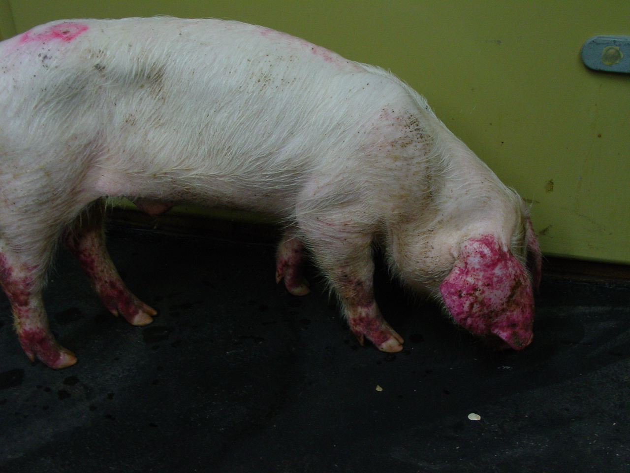 <p>CSF Skin Manifestations</p>