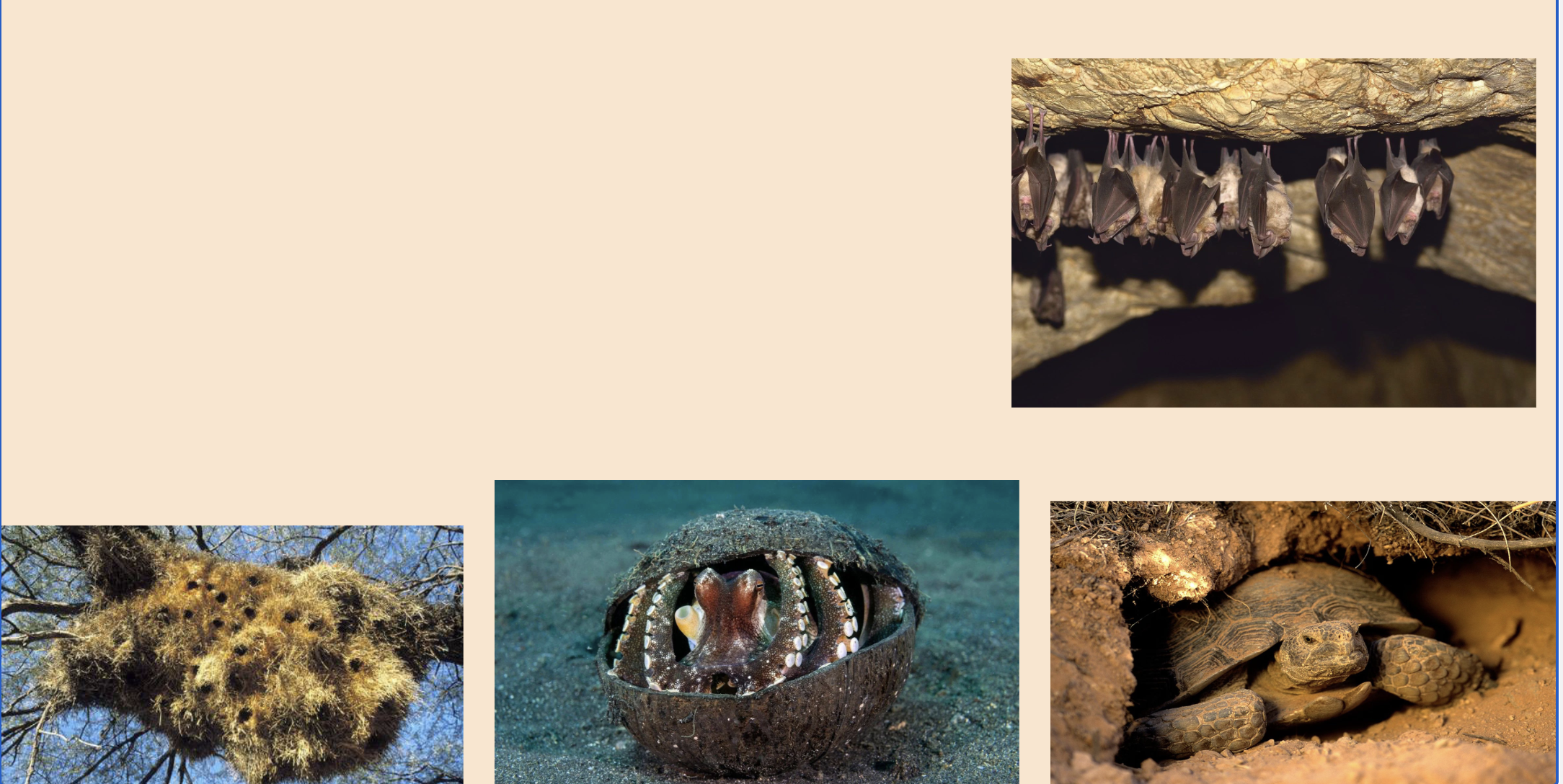 <p><u>What is Shelter?</u></p><p>• Protection from __.</p><p>• Maintains ?.</p><p>• Reduces __.</p>