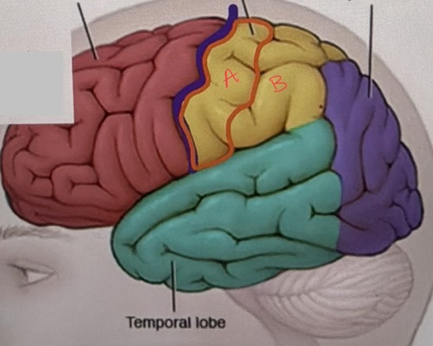<p>What is the functional area labeled B?</p>